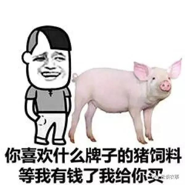 养猪的常用饲料介绍（专业文章建议收藏）