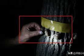 男子抓野生“知了”卖260元一斤10天赚万元：一晚上最多能抓5斤图片