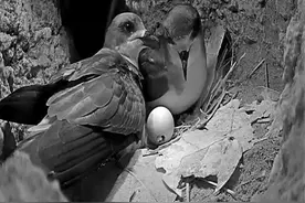 玛雅预言成真？灭绝多年的物种频繁“复活”，这到底是何原因？图片