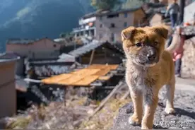 犬、狗有别图片