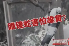 一身冷汗！眼镜王蛇现身云南，民警撒雄黄驱赶，毒蛇真怕雄黄吗？图片