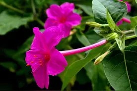 果实像地雷根像老鼠，你家可能种有，殊不知根价值珍贵，16元一斤图片