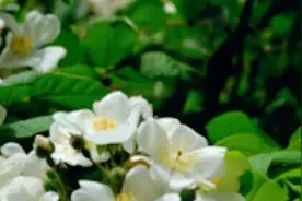 荼蘼花语费思量图片