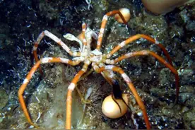 海蜘蛛用5亿年亲自证明了一个道理：“只要足够废物，就没天敌”图片