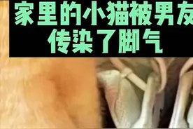 猫咪爱钻鞋子感染了脚气，女子给猫咪泡脚一周，猫：也太晦气了图片