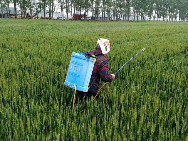 氨基酸水溶肥和磷酸二氢钾有啥区别？哪个比较好？老农告诉你答案