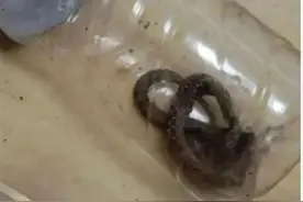 吓人！猫咪叼毒蛇回家，重庆一女士被咬伤！这是什么蛇？有多毒？图片