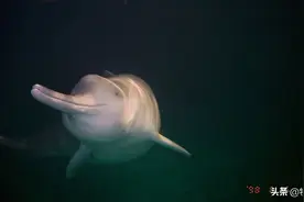 长江的“困局”：湖北出现大规模鱼群，禁渔效果“因鱼而异”？图片