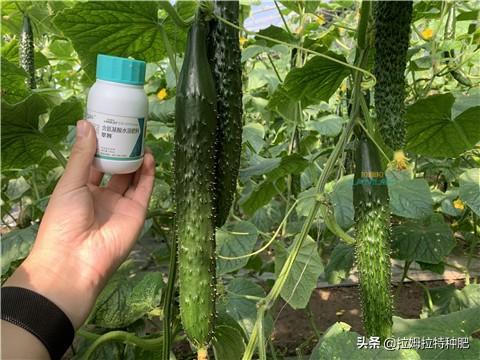 暖棚黄瓜大头病该如何解决