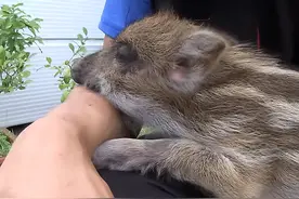 救下的野猪宝宝太黏人，男子看着跟屁虫发愁：这该怎么放生呀图片