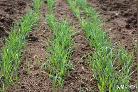 小麦播种后多少天打除草剂才合适呢？记住科学答案图片