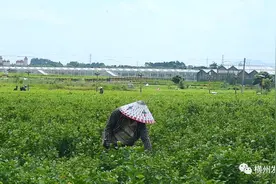 95后小伙发明摘花“神器” 助力茉莉花产业发展图片