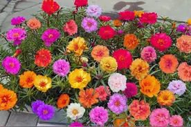 8种漂亮花，堪称“死不了”，不怕“胡折腾”，四季花不断图片