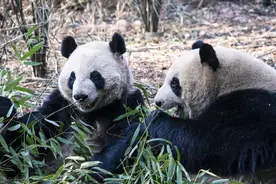 四川人嘴里说的马上就到，一哈哈儿，这些话你被骗了多久呢图片