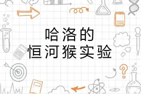 “恒河猴实验”背后的思考图片