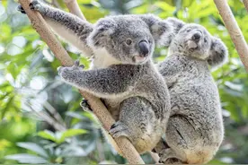 带你一次性搞懂世界历史——澳大利亚篇图片