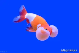 关于观赏鱼喂食的所有问题，这篇文章全部讲清楚图片