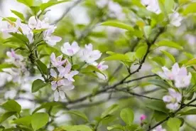 明天二月初三，老话“二月三，龙出汗”，啥意思？有哪些预兆图片