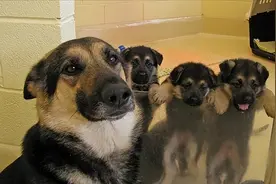 狗妈妈把幼犬给你，是什么意思？很多主人都不知道图片