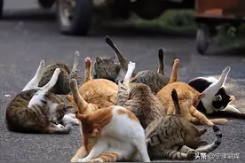 16张让人爆笑的猫咪图片，看到第一张就笑得不行了图片