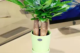 发财树养护4个要点，想要枝繁叶茂，环境是关键图片