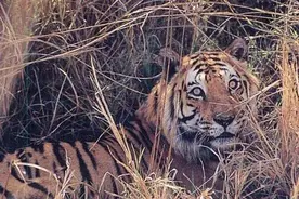 民间故事：抓鸡虎图片