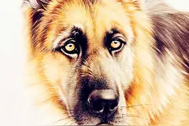 晚年对老婆最好的3个生肖，不舍得让老婆受累，一生不离不弃图片