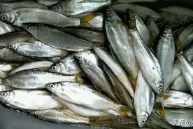 钓黄尾该用什么饵料？老手提醒饵料并非重点，这几件事才关键图片