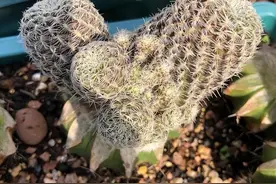 教你繁殖仙人球，用“嫁接法”，削皮对髓心，两周伤口就愈合图片