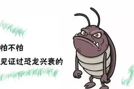 九成人不明白“蟑螂克星”是啥？教你这招，蟑螂“统统消失”！图片