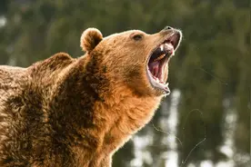 5名女生自驾去可可西里，露营当晚遭遇三只熊袭击，险象环生|故事图片