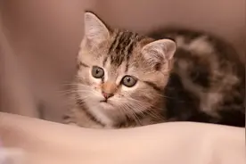 猫咪可以传染给人的七种病，你真的都了解吗？养猫必看图片