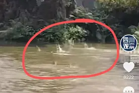 30年来没见过！成都罕现“鱼群跃水”蹦1米高，网友：地震前兆？图片