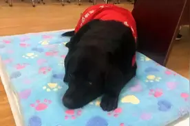 导盲犬珍妮近况：已经退役了，“有生之年”最大愿望是见到她图片