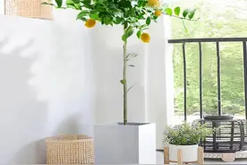 阳台养盆“益母果”，酸甜又可口，还能净化空气图片