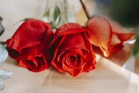 感谢你曾经来过，我会永远记得图片