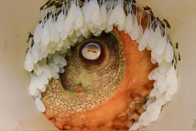 30张怪异的生物照：蛇被电风扇绞断，蟑螂的身上印着LV标牌图片