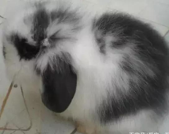 猫猫兔是一种像猫的兔子吗？错，其实是几种兔子傻傻分不清