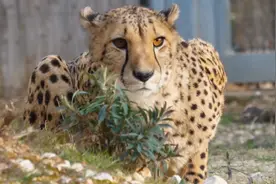 如果野外遇到猎豹，成年人类能逃脱吗？猎豹的实力究竟有多强？图片