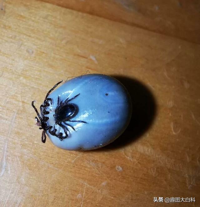 死人手指 死人手指蘑菇(图34) 死人手指 死人手指蘑菇(图34)