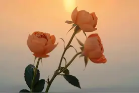 男女情人之间，变得不再 “亲密”，从来都不是因为不爱对方了图片