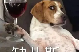 一些狗狗表情包分享｜沙雕｜搞笑图片