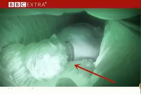 外国节目百无禁忌，在棺木内装摄像头恶搞女王，遗体晃动画面诡异图片