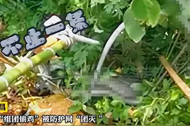 湖北8傻蛇集体社死！偷鸡不成反将自己缠死，给蛇打结能解开吗？图片