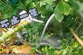 湖北8傻蛇集体社死！偷鸡不成反将自己缠死，给蛇打结能解开吗？图片
