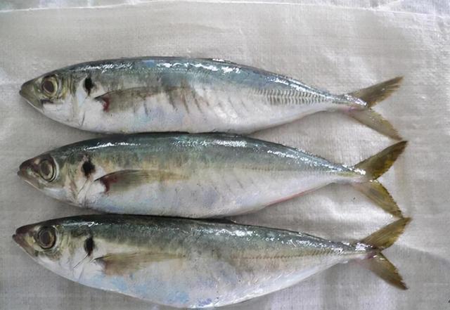 生活中常见的无刺(少刺)鱼