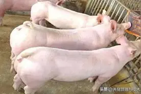育肥猪体表发白的原因及防控技术图片
