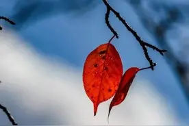 散文：岁月苍老了生命，却改变不了我们内心的向往图片