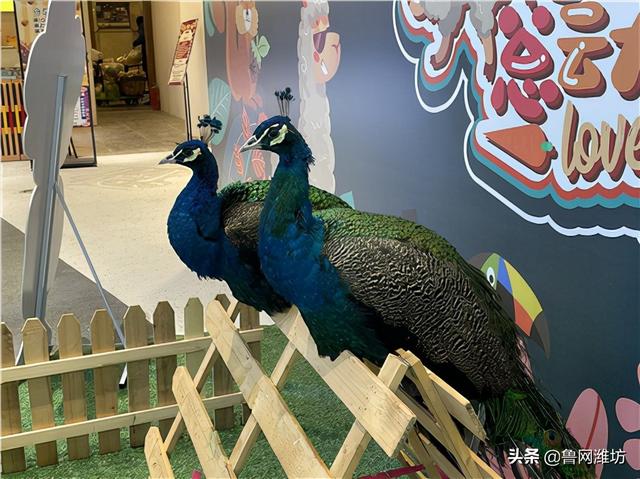 蝶变中的潍坊银座：从城市购物中心到城市文化中心