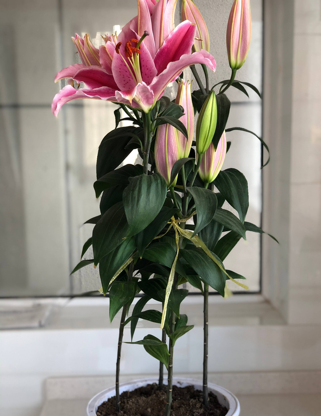 百合花开花后别扔掉，这样处理一下，花朵又大又惊艳，年年开花